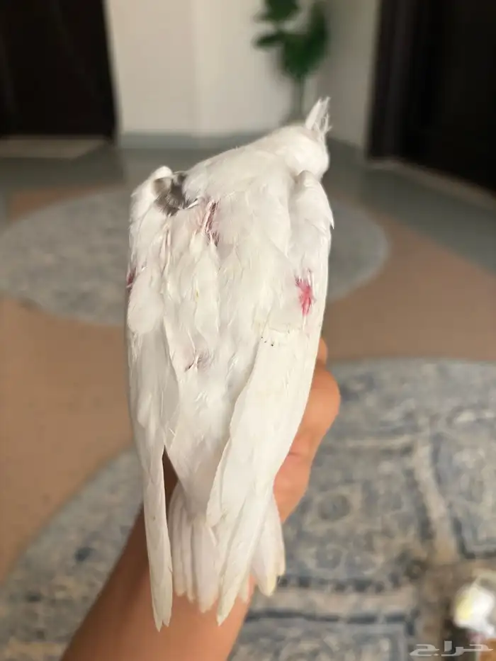 فروخ كروان ( بصمات - وبايد ) تصنيفات جميلة 4