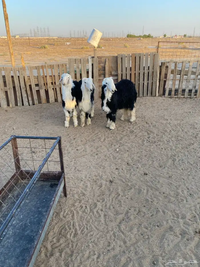 البيع طليان نجد شحم ونظاف 3