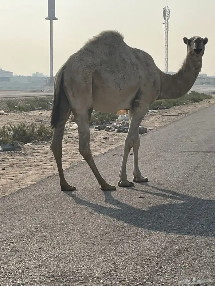ثلاث لقحات للبيع 2