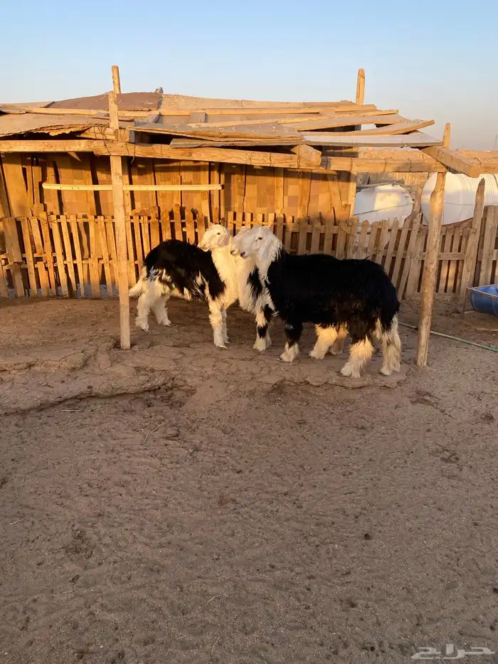 البيع طليان نجد شحم ونظاف 0