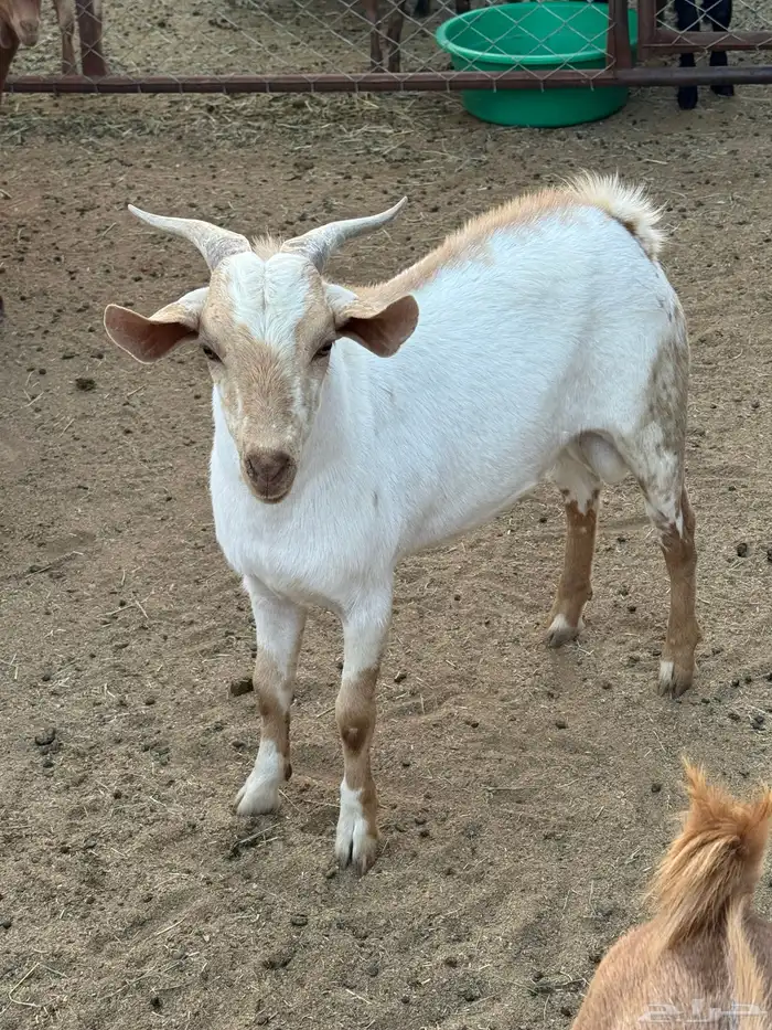 تيس احص ذبيحه 2