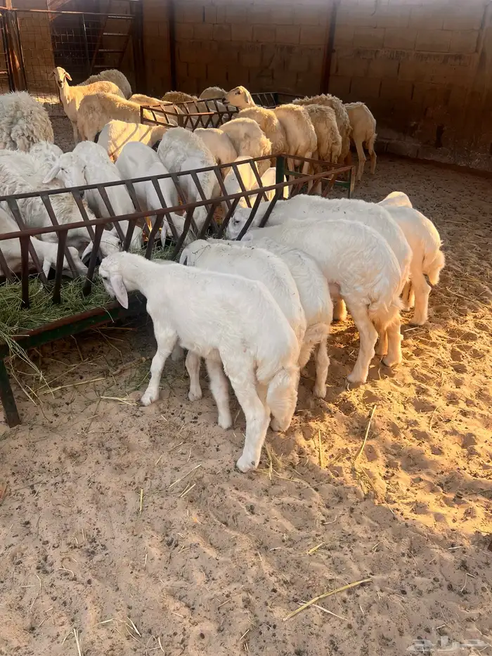 غنم حريات رغايث 0