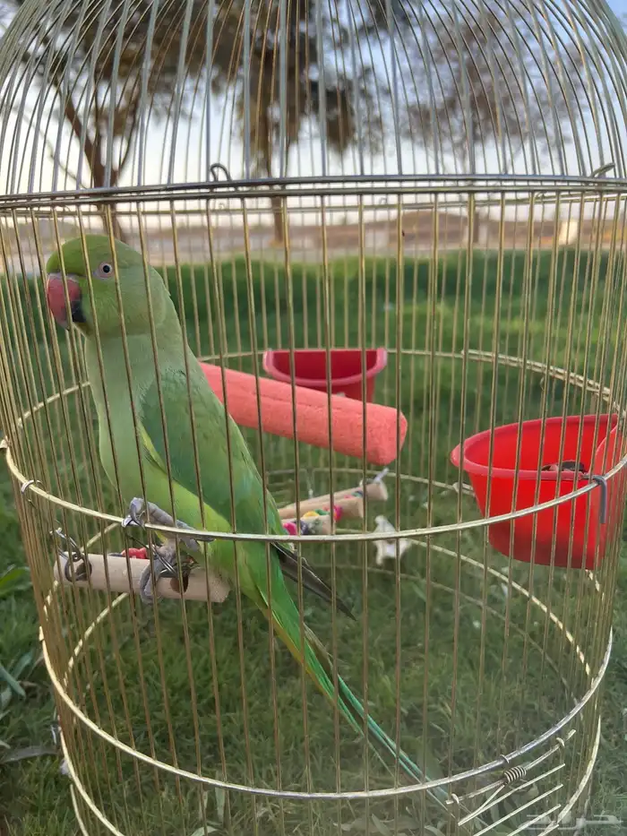 بغبغا الدره 5