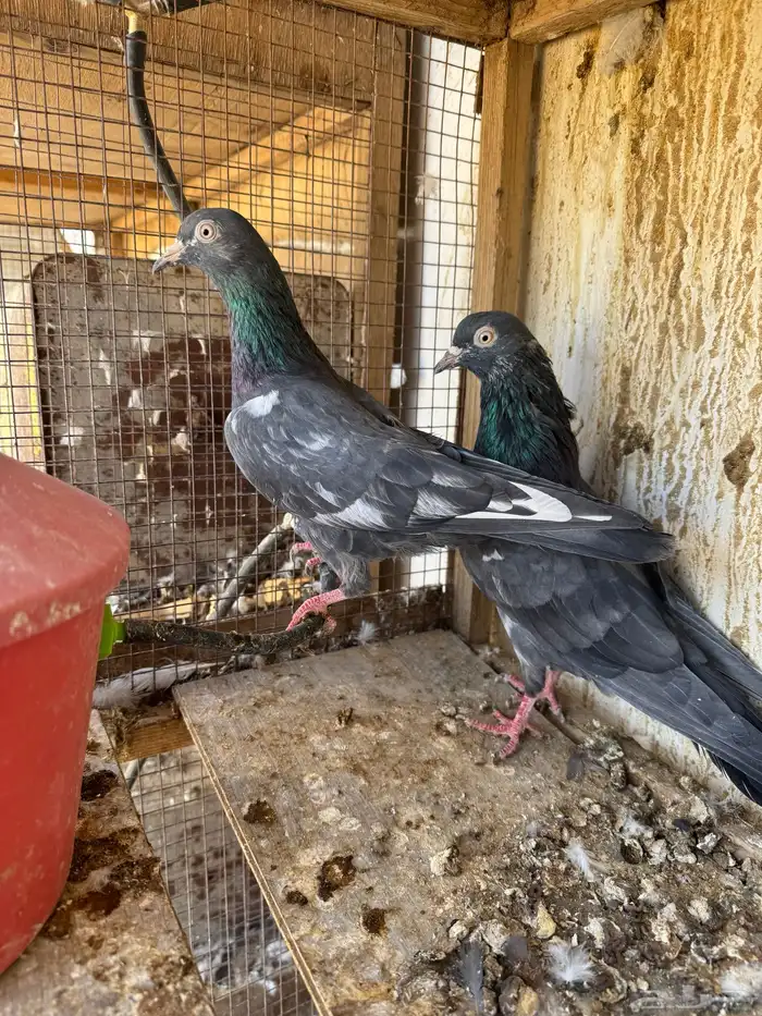 تيدي جلدار 1