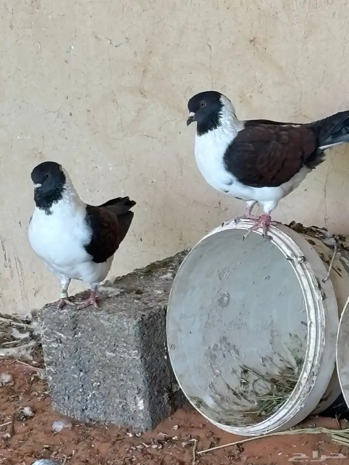 حمام كنق للبيع 0