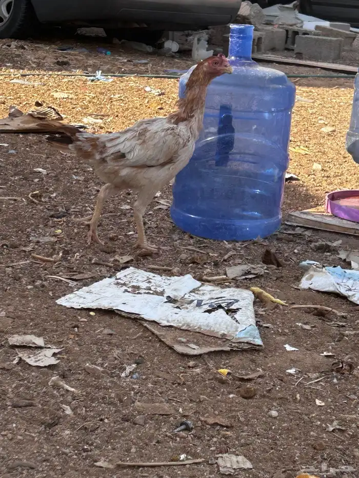 دجاج باكستاني 0