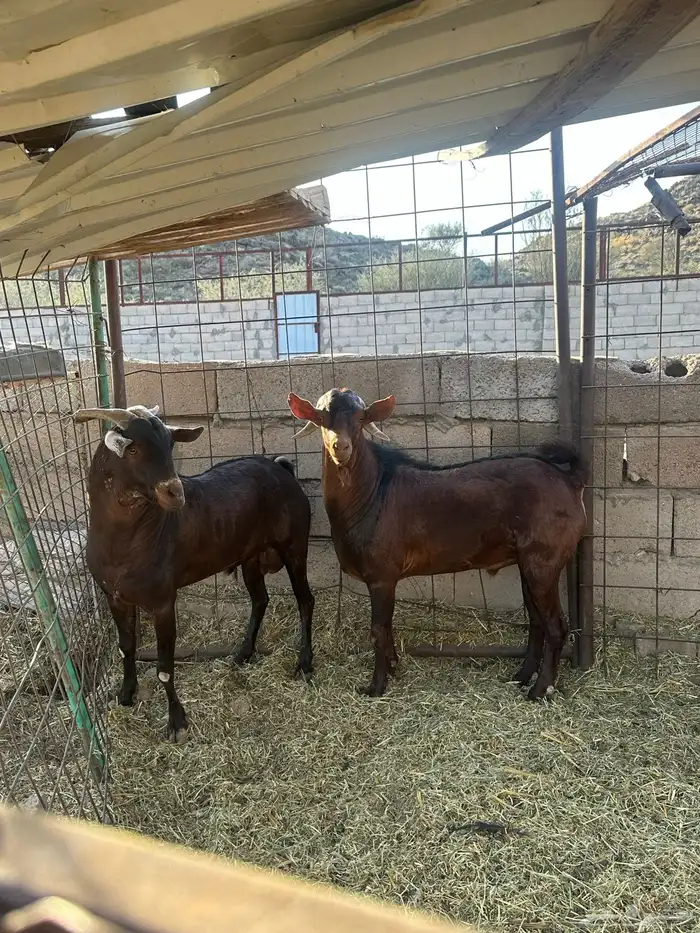 للبيع فحول دهم 5