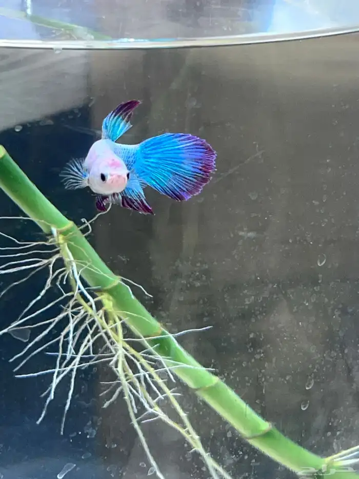 Large male and female betta fish 5