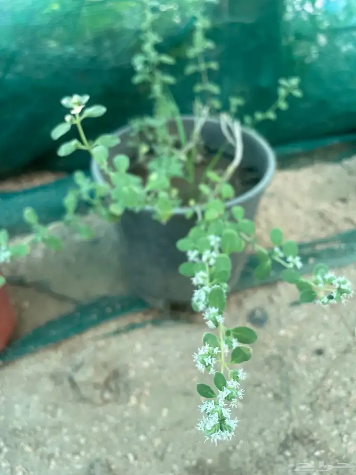 سطول وشتلات حبق نعناع ريحان وزاب 16