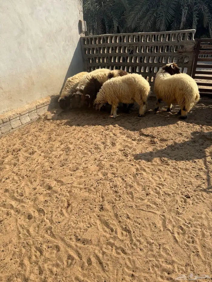 خمسه خرفان نعيمي فل الفل المنطقه الشرقيه أبقيق هجرة صلاصل 5