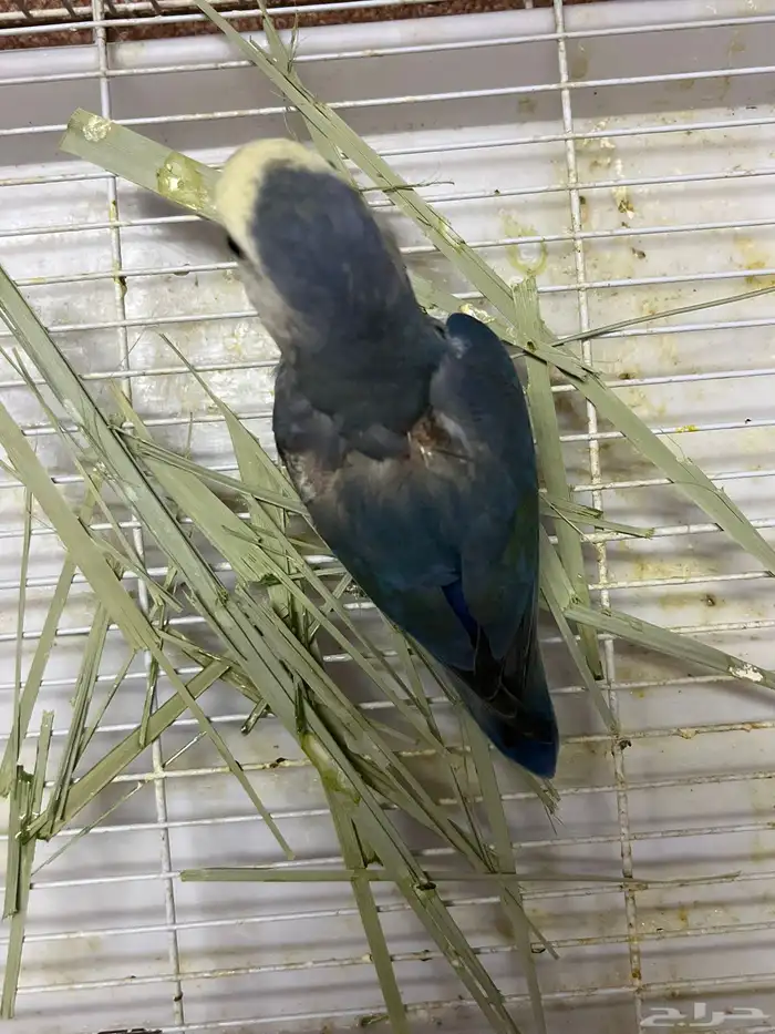 زوج روز منتج 3