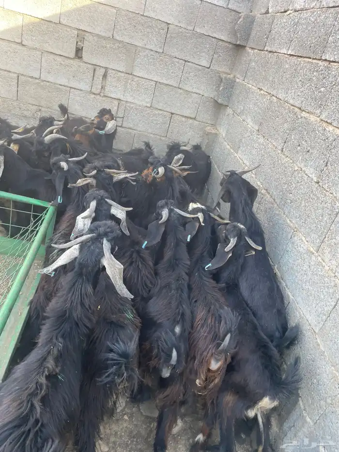 تيوس للبيع 3