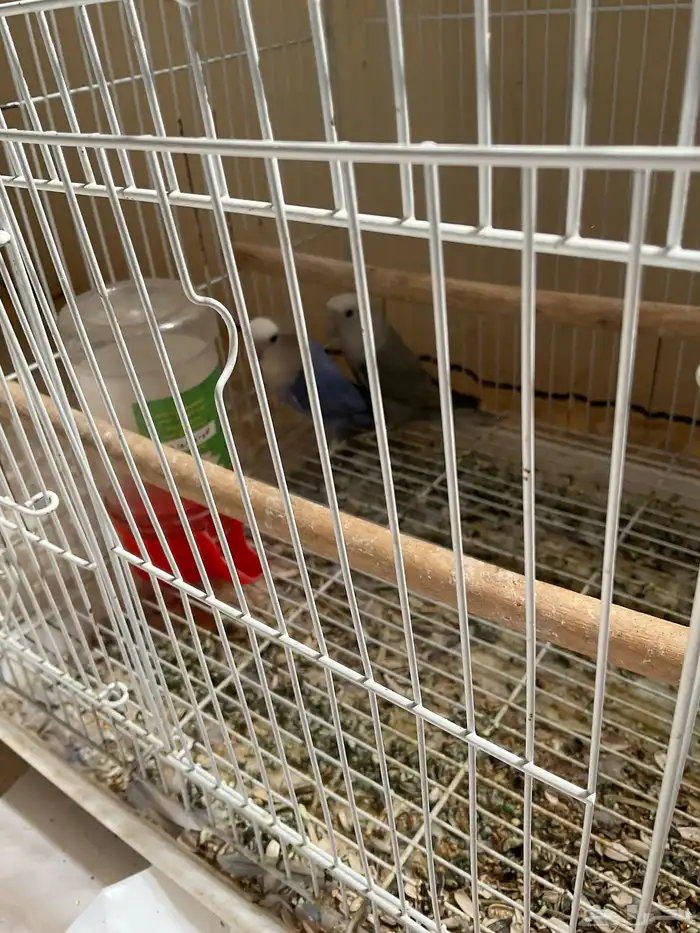 طيور جوز روز ذكر وأنثى 0