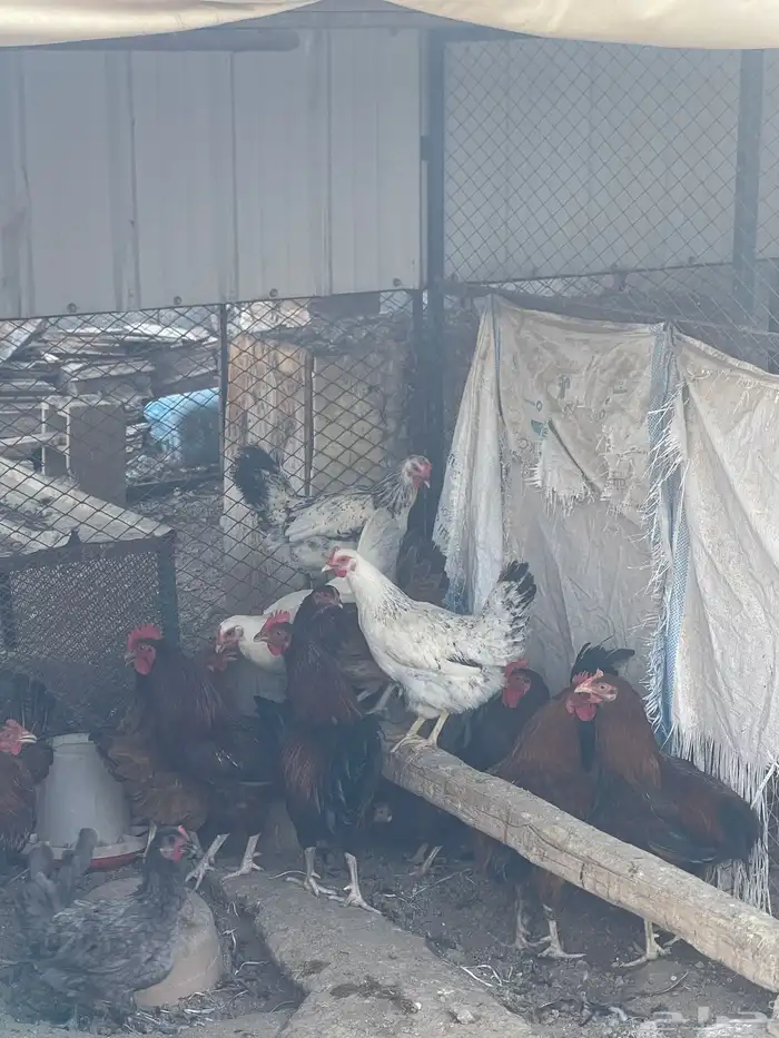 عرض دجاج فرنسي 3