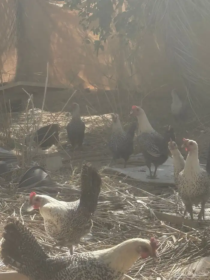 للبيع دجاج 1