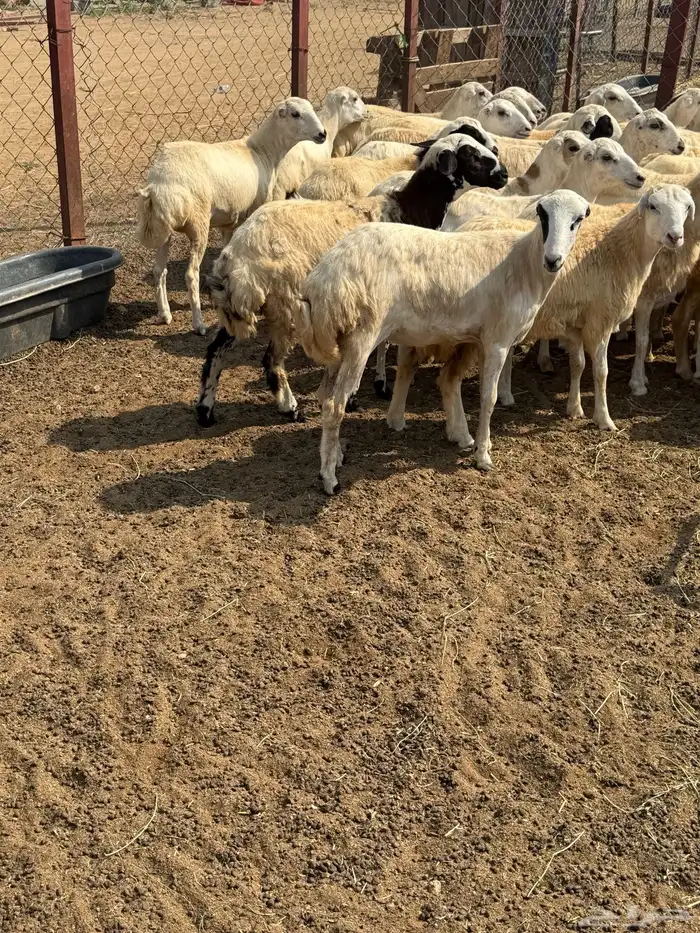رخال رفيدي شحم فل 4