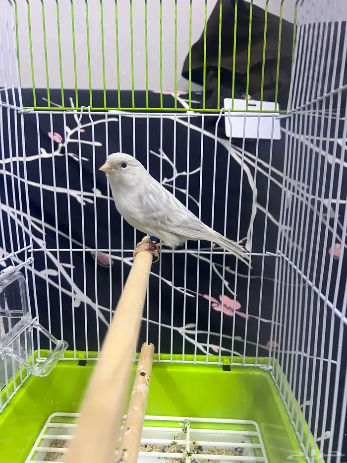 دكور كناري اوربي 4