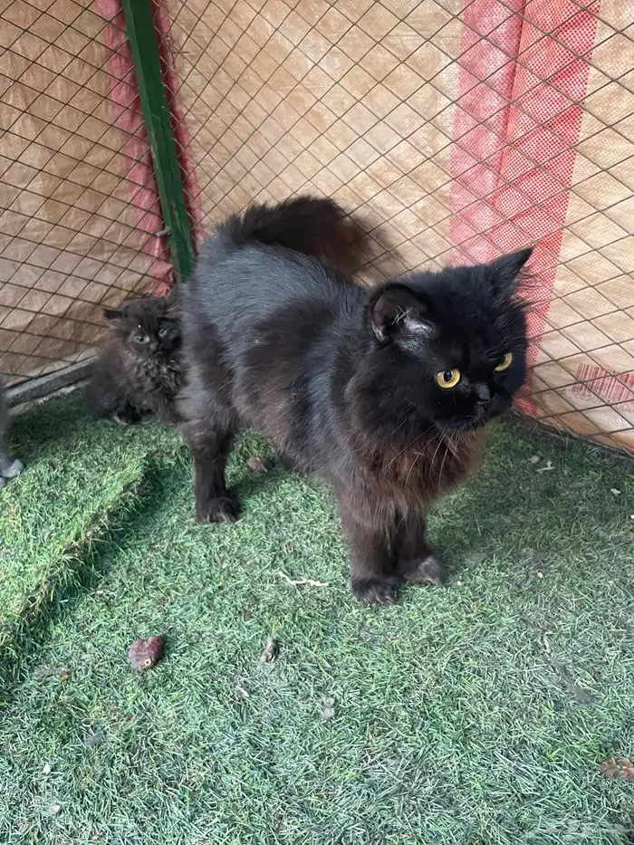 قطة شيرازية للتبني مع عيالها 0