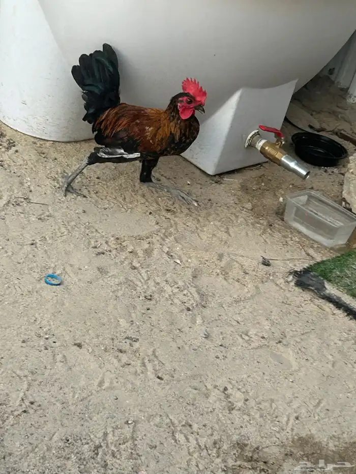 للبيع دياكه 2