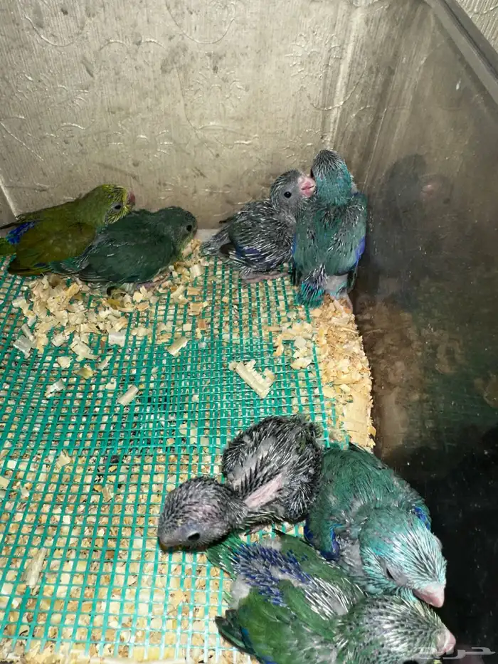 ميني روز بارتوليت 8