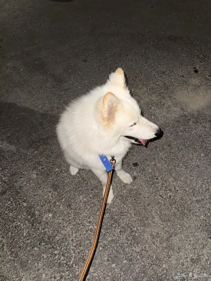 كلب للتبني Dogs for Adoptionبمبلغ الف 1