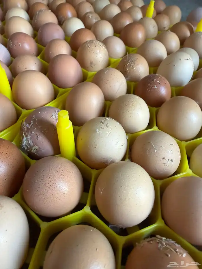 بيض مخصب لوهمان 0