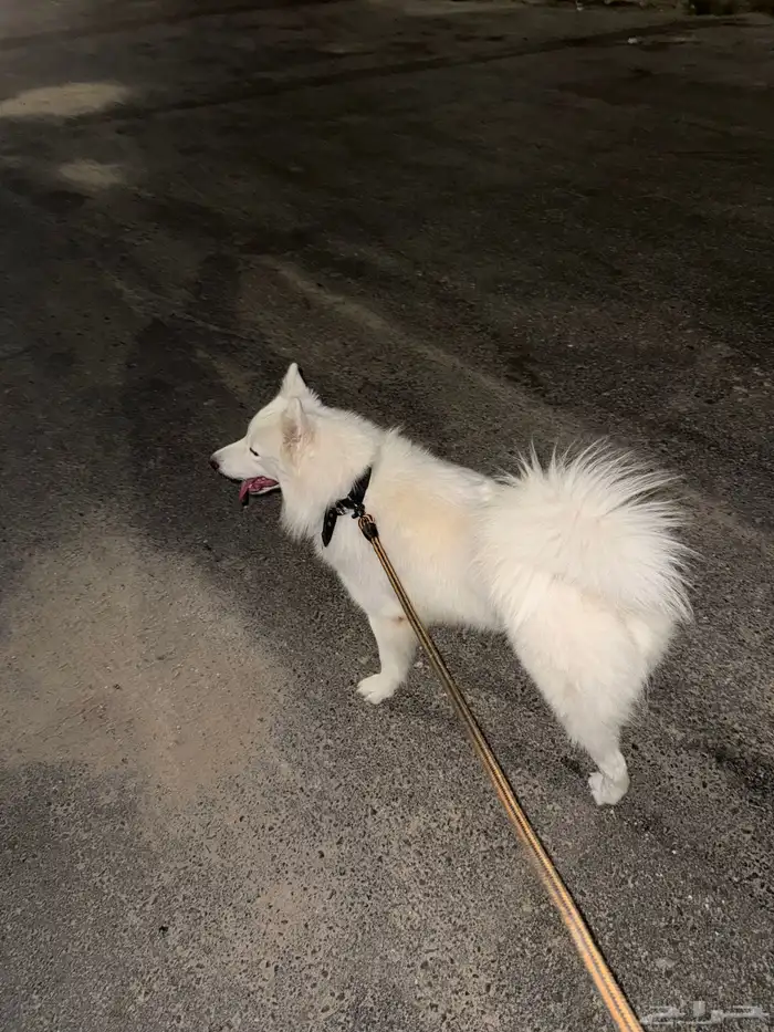 كلب للتبني Dogs for Adoptionبمبلغ الف 2
