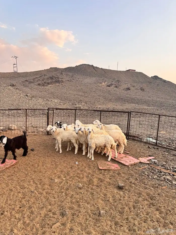 طليان ورخال 2