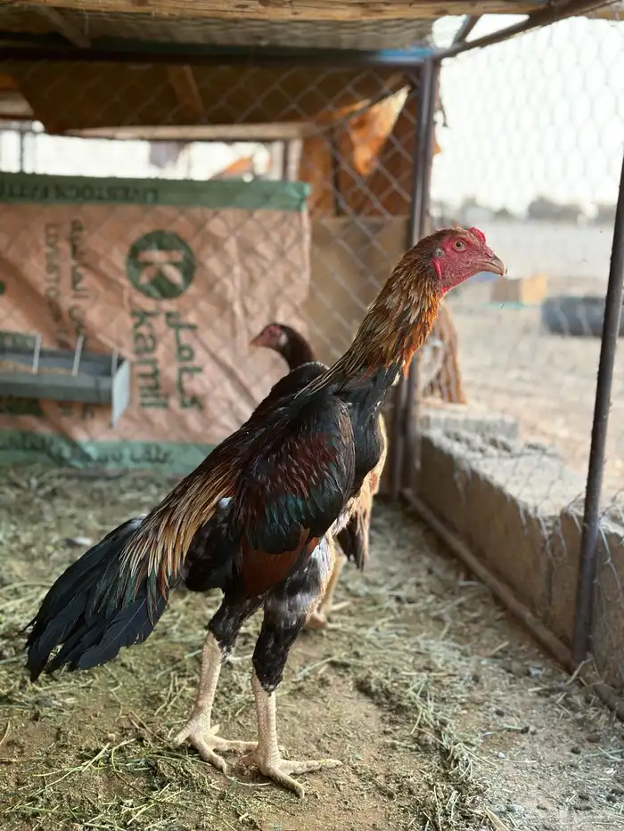 ديك شامو ياباني 0