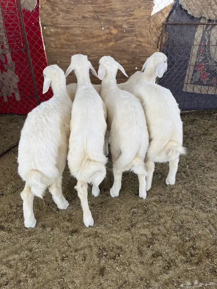 ذبايح للبيع جمله تفريد 2