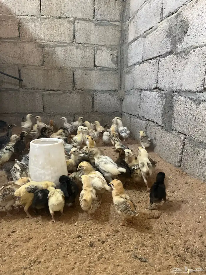 للبيع صوص دجاج بلدي 1