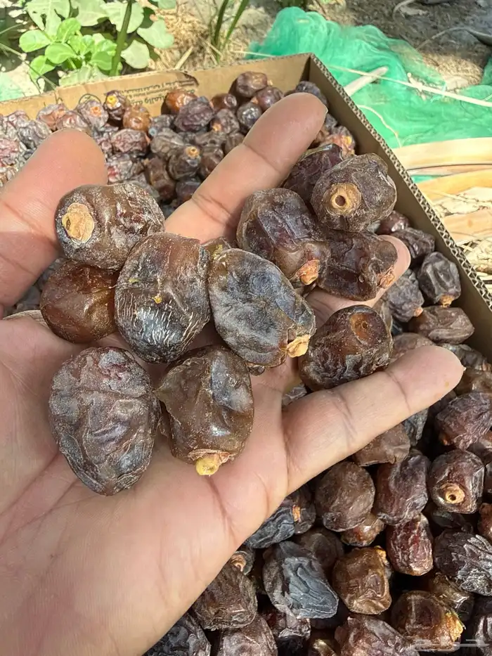 تمر رزيز فاخر حبة سودة ومضلعة 0