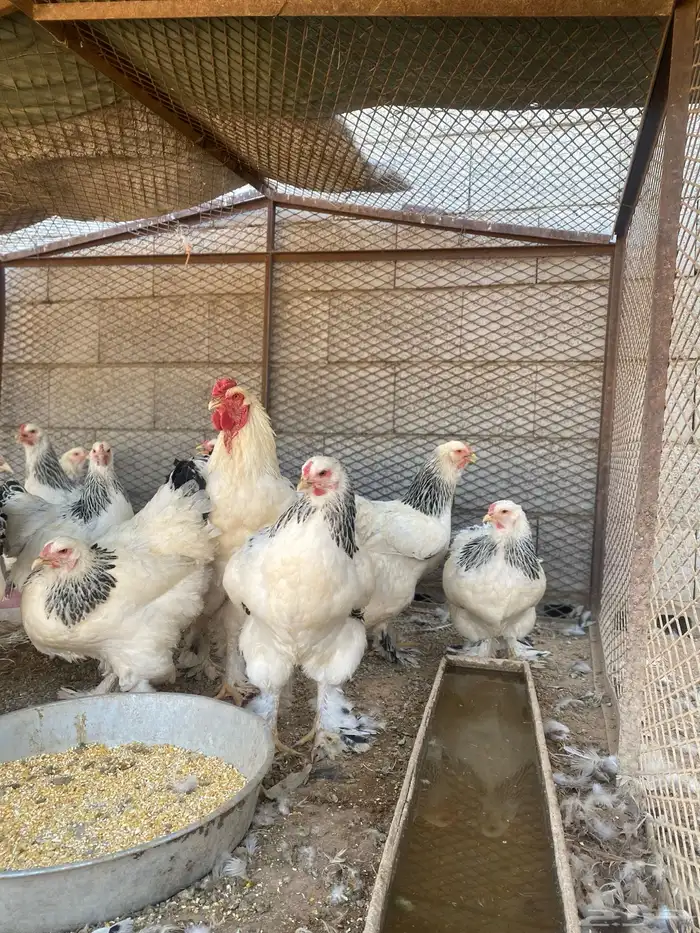 دجاج 9