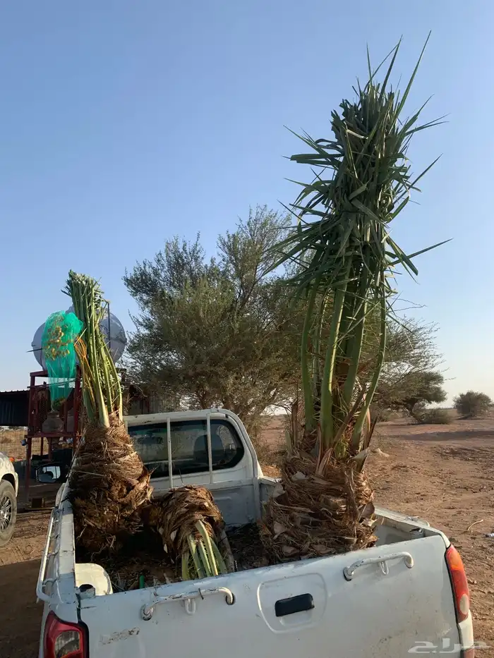 حوشانة شرازية دقلة نور 0