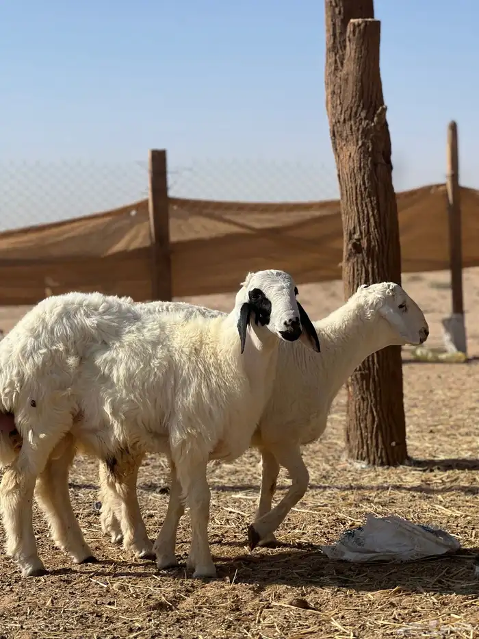 خرفان حريات 2