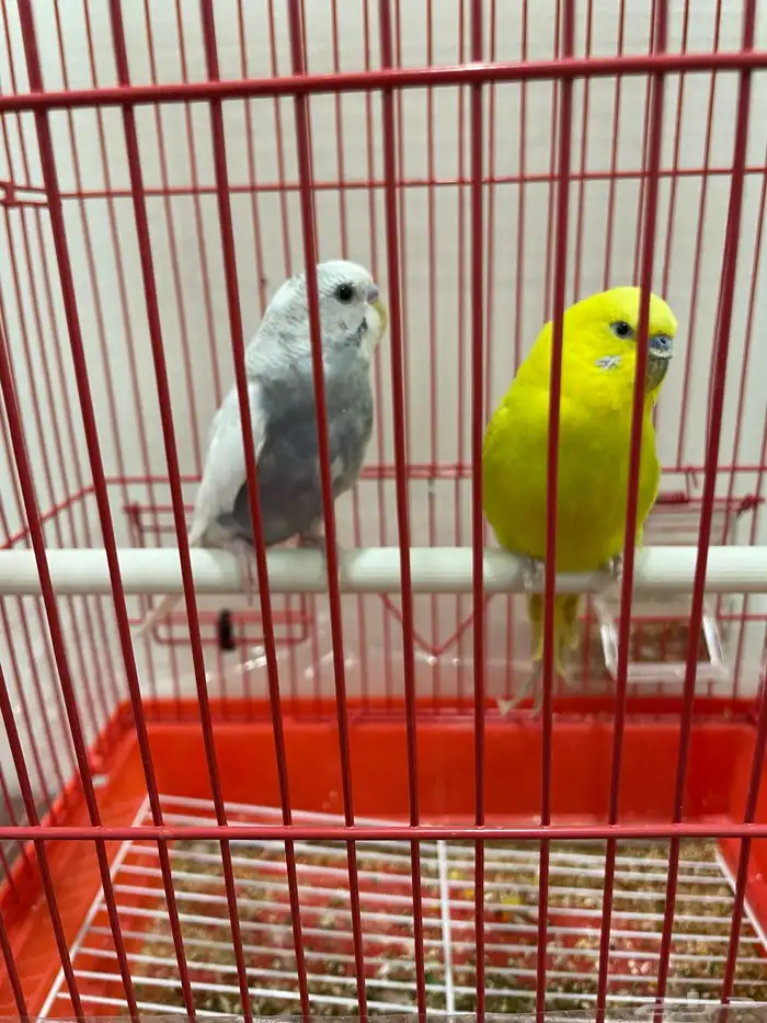 طيور بادجي 1