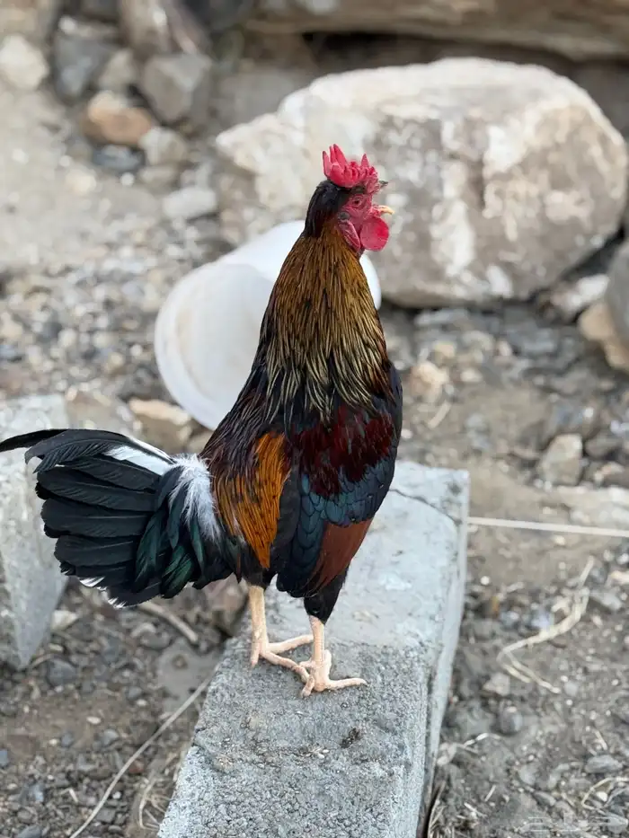 ديك عربي أفرق أكحل أصيل 4