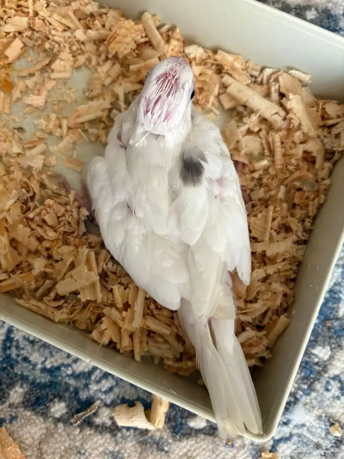 فروخ كروان ( بصمات - وبايد ) تصنيفات جميلة 6