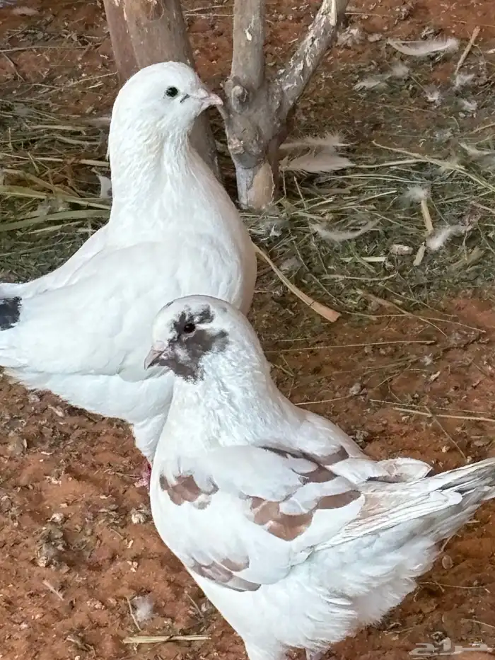 حمام كنق للبيع 2