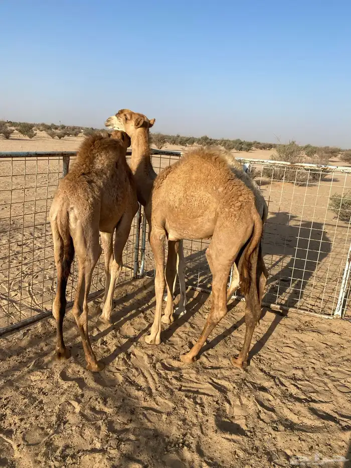 قعدان حليب شرط ونضيفه عمرها 5 شهور 1