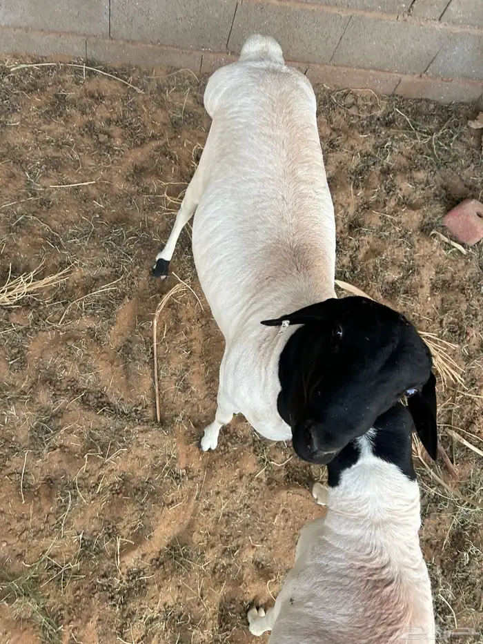 ببري وساكني 4