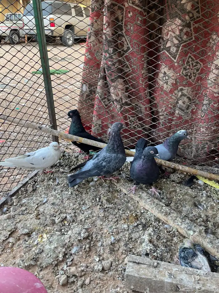 حمام 1