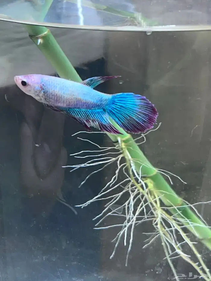 Large male and female betta fish 2