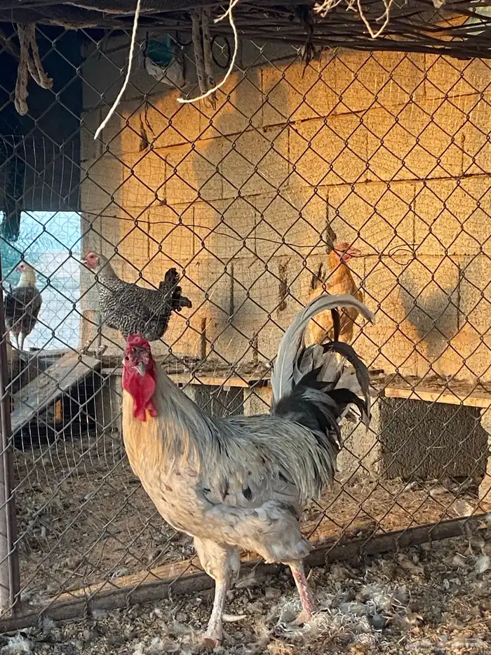 دجاج تركي 7