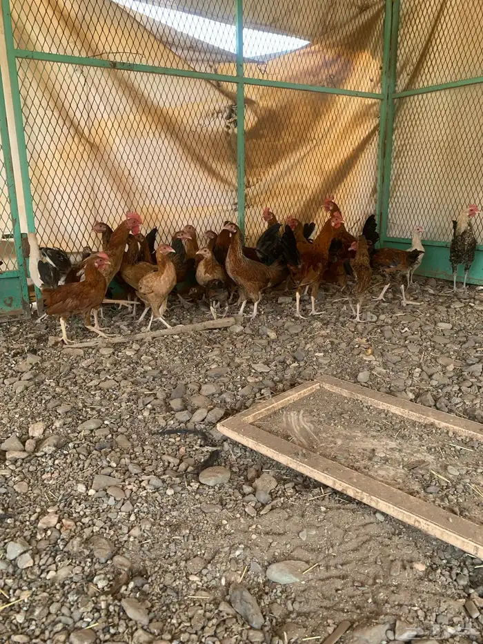 دجاج 2