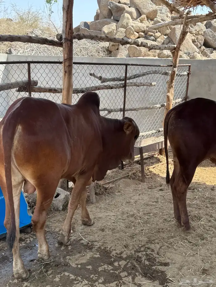 عجول بلدي فل شحم 6