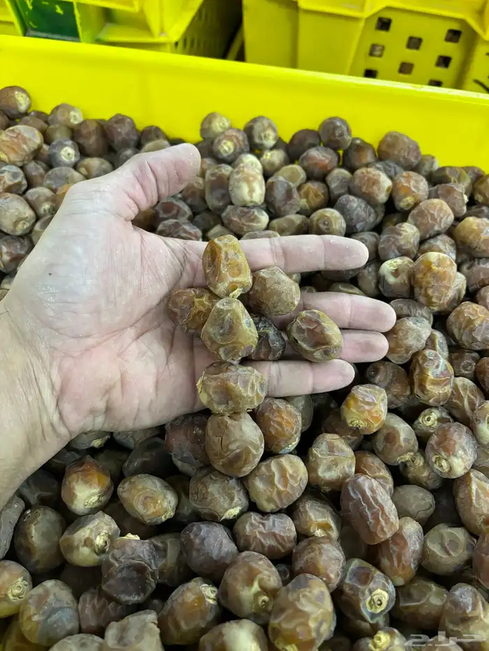 تمر برحي 1