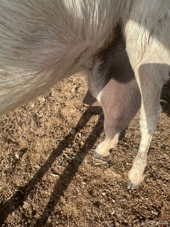 ماعز للبيع 1