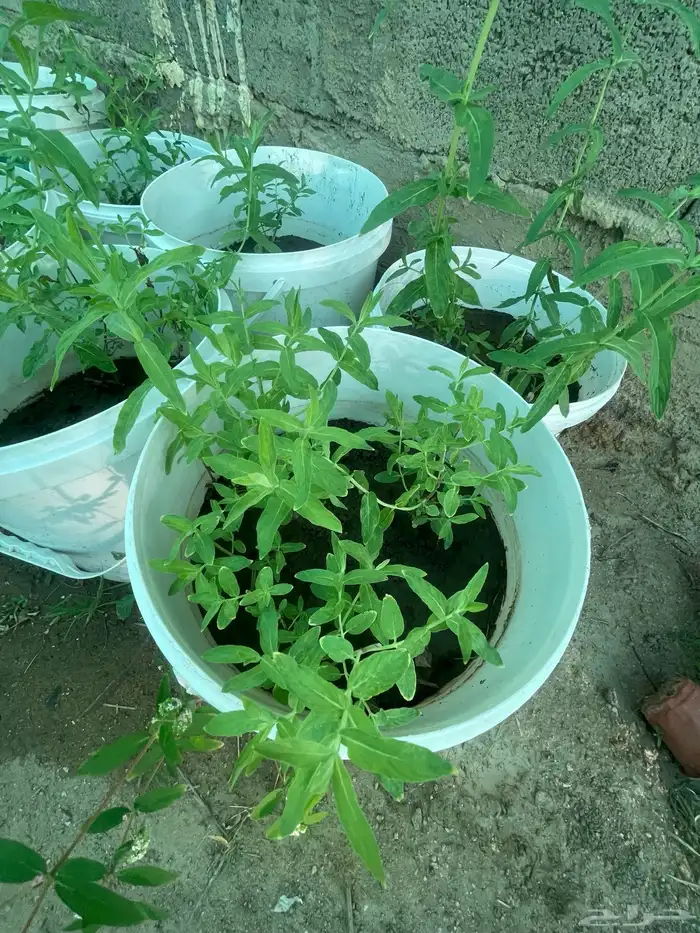 سطول وشتلات حبق نعناع ريحان وزاب 11