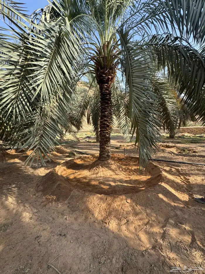 4 نخيل زينة مثمرة 2